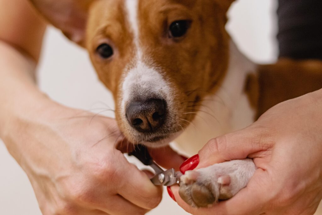 Dog having nails clipped