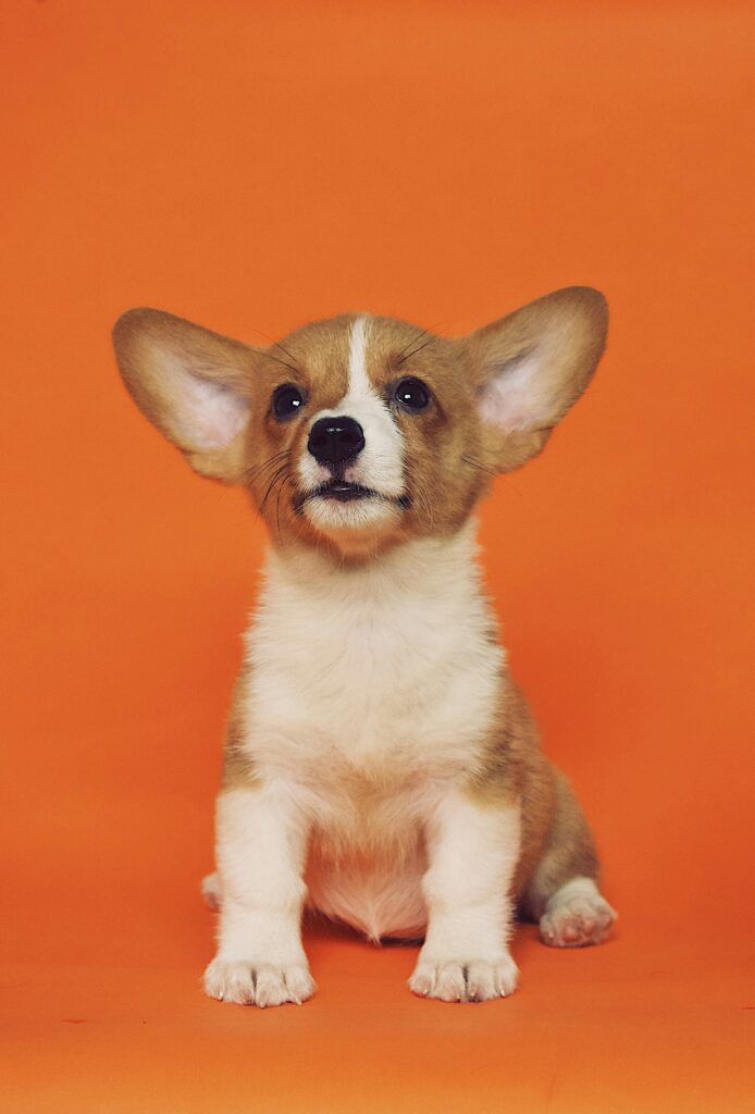 Dog sitting on orange background studio portrait