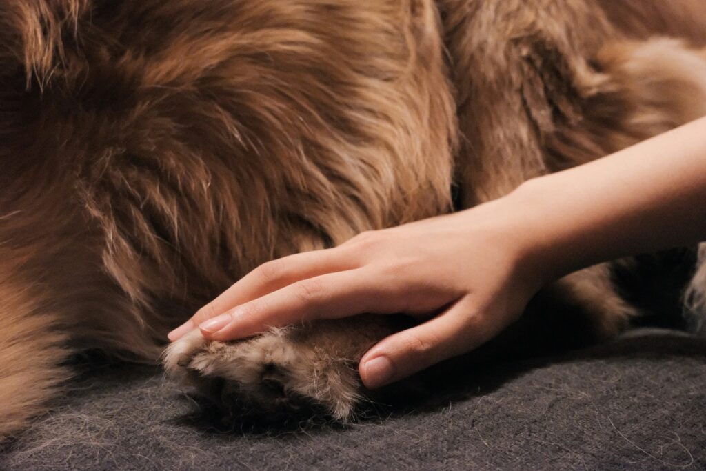 Hand petting dog paw softly