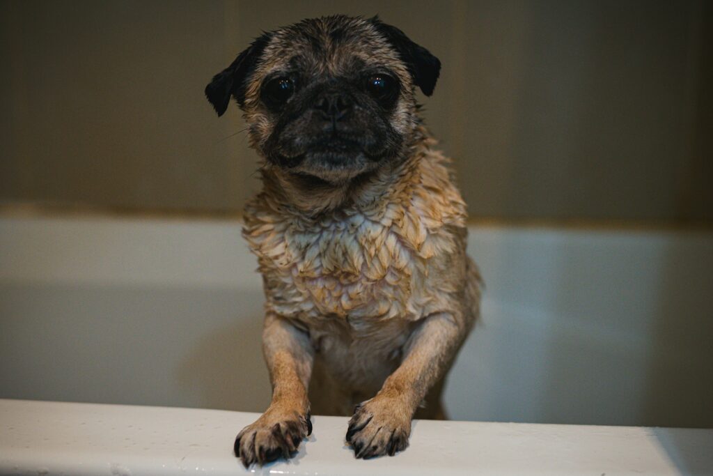 Dog standing on bath