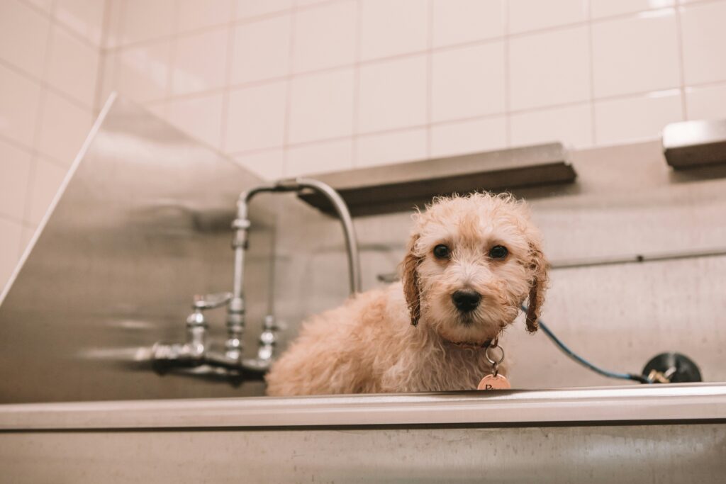 Cute dog in dog grooming bath