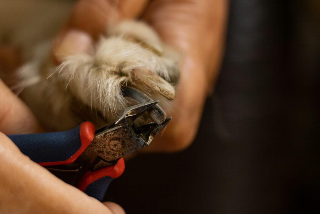 Dog nails being trimmed during dog grooming