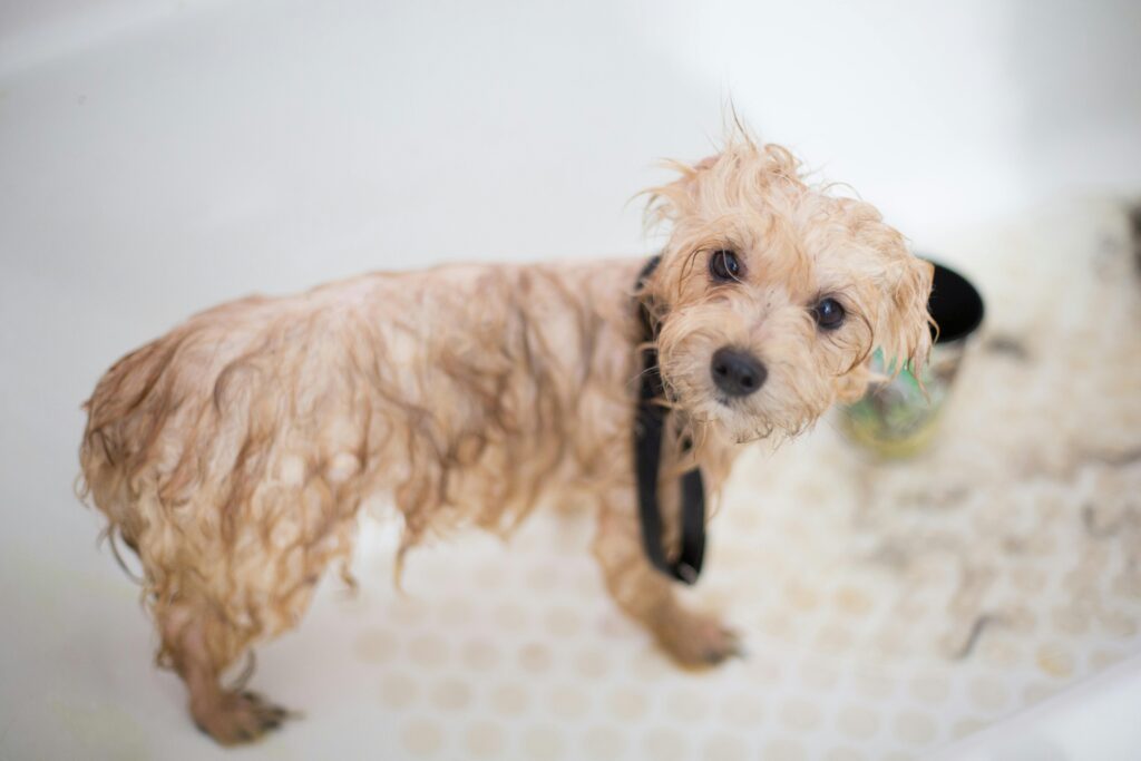 Dog in bath