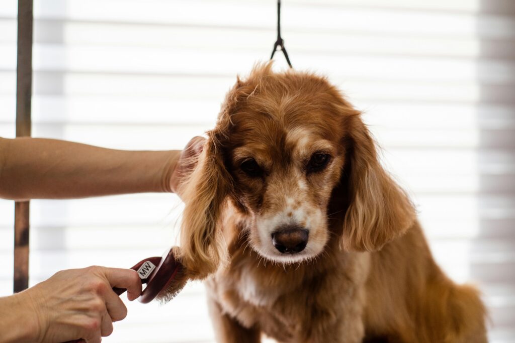 Dog having coat shaved on dog grooming table