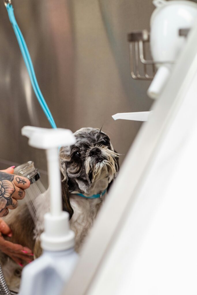 Cute dog looking at camera while being cleaned