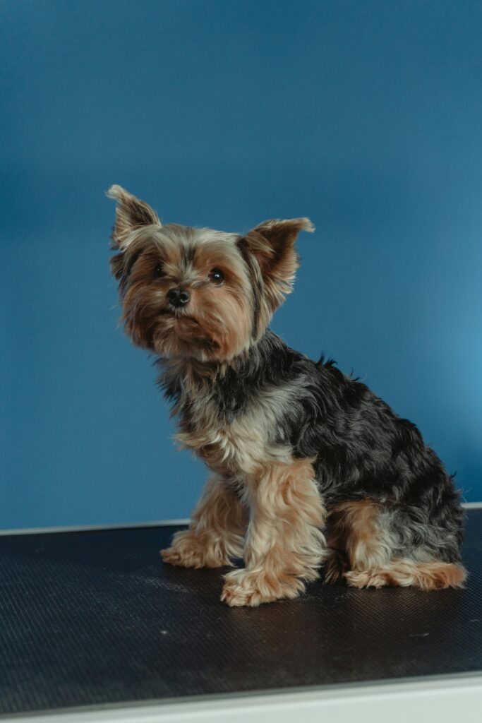 Dog sitting isolated on a dog grooming table with blue background