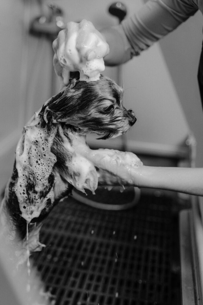 Dog being cleaned in dog grooming bath