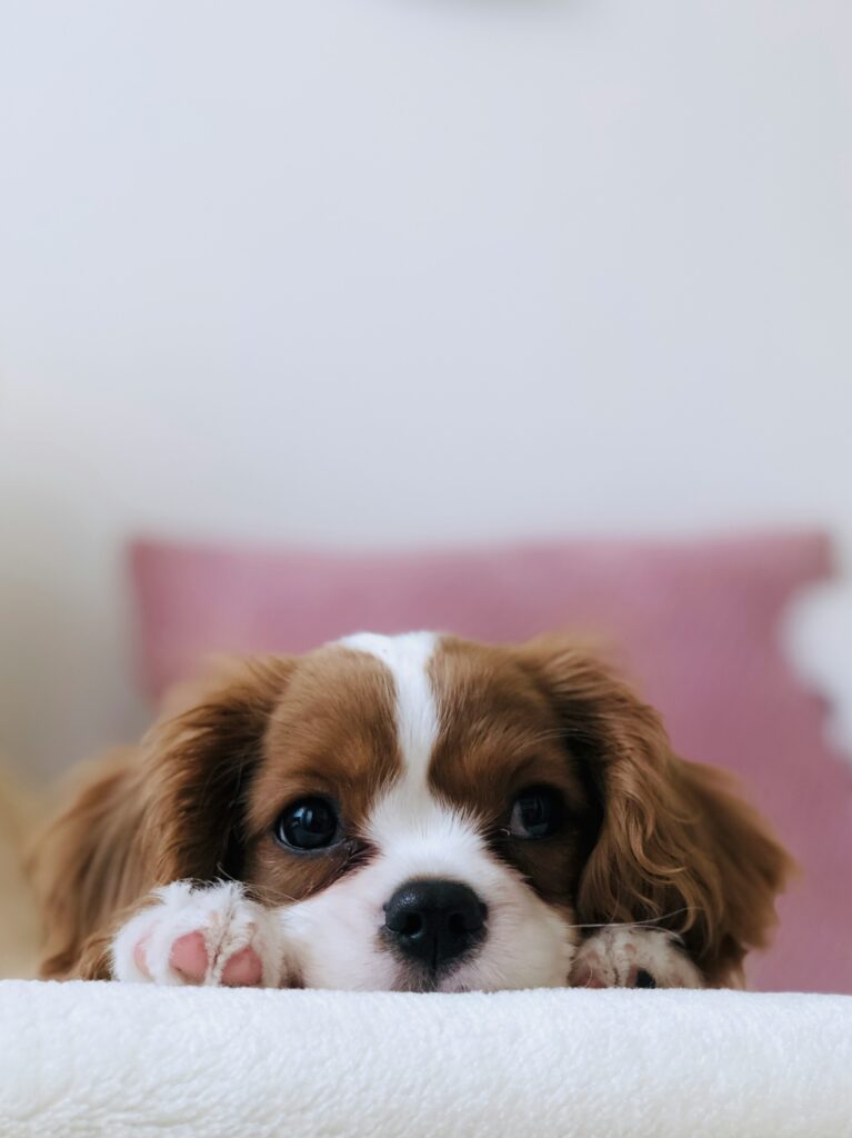 Cute dog laying isolated on bed